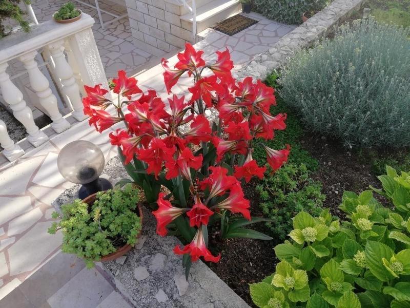 Apartment Cactus Donji Okrug  Dış mekan fotoğraf