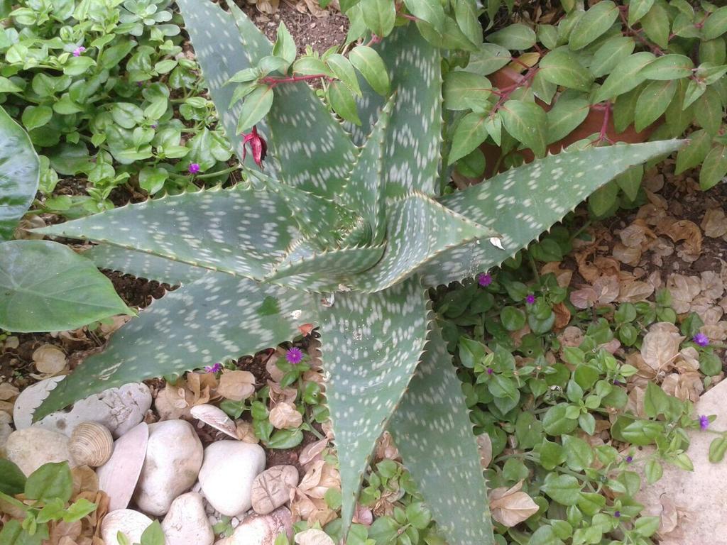 Apartment Cactus Donji Okrug  Dış mekan fotoğraf