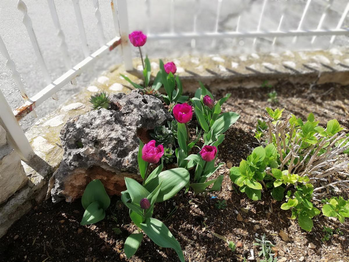 Apartment Cactus Donji Okrug  Dış mekan fotoğraf